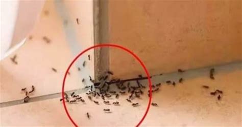 為什麼家裡突然出現很多螞蟻